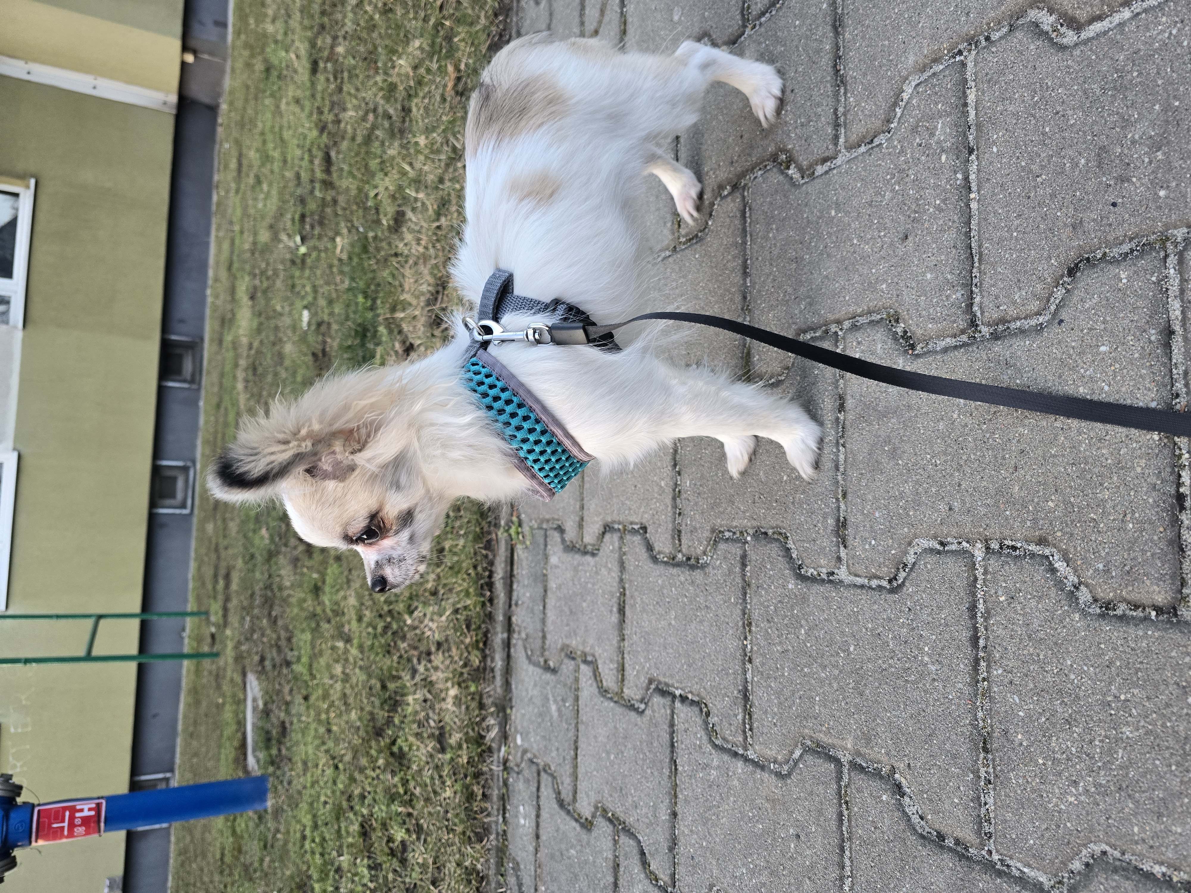 Młody piesek rasy chihuahua - widok od boku.