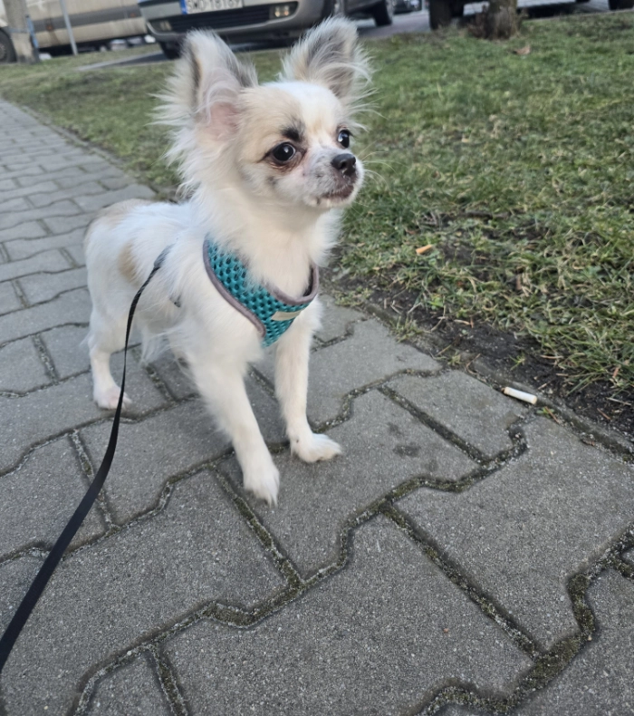 Młody piesek rasy chihuahua - widok z przodu.