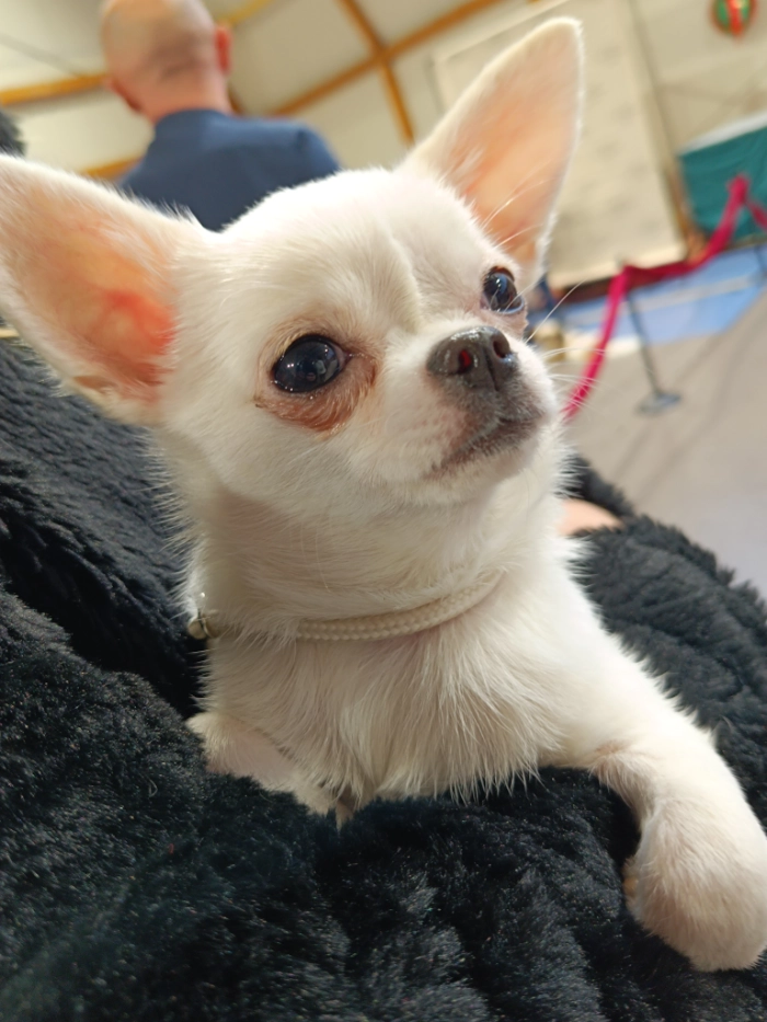 Piesek chihuahua odpoczywający na fotelu.