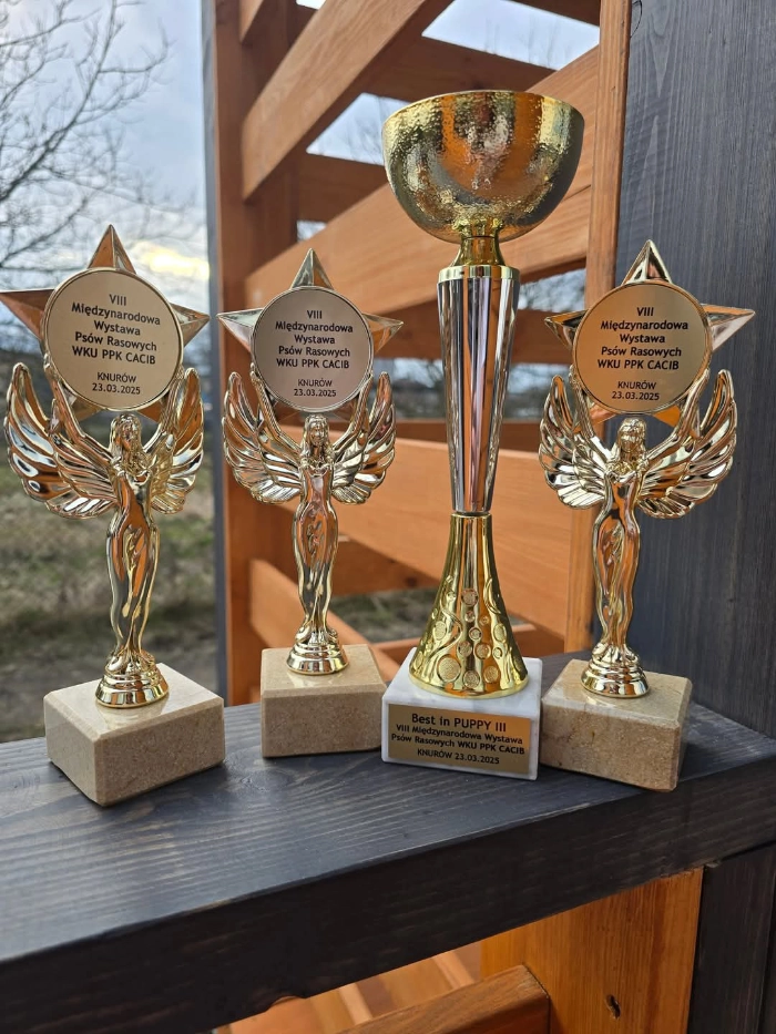 Trofea z VIII Międzynarodowej Wystawy Psów Rasowych WKU PPK CACIB.
