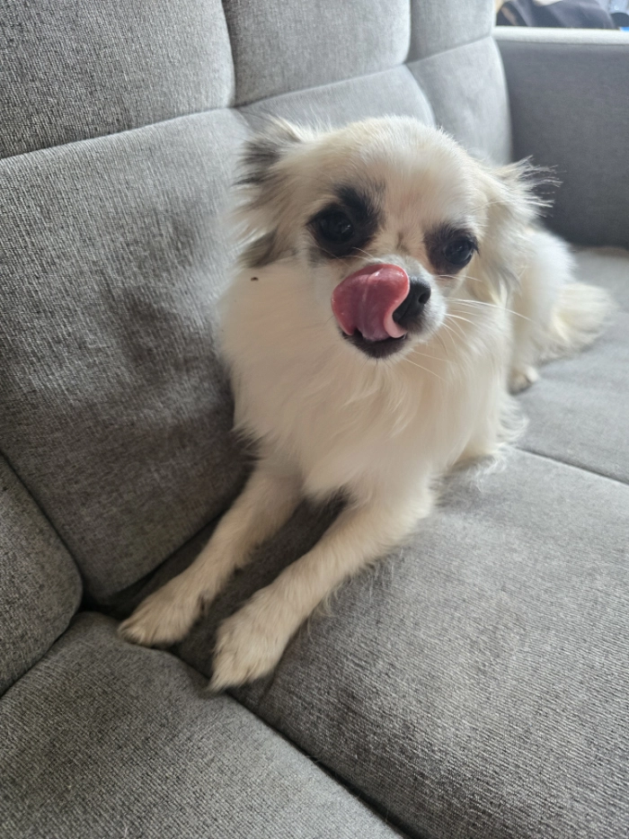 Piesek z czarną łatką na oku leżący na kanapie.