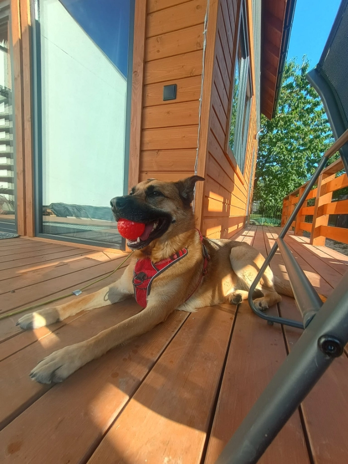 Pies z czerwoną piłką w pysku leżący na ganku domku.