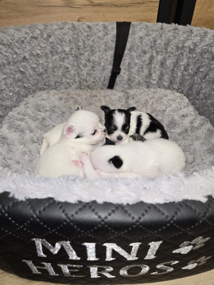 Szczeniaczki chihuahua w przytulnym legowisku.