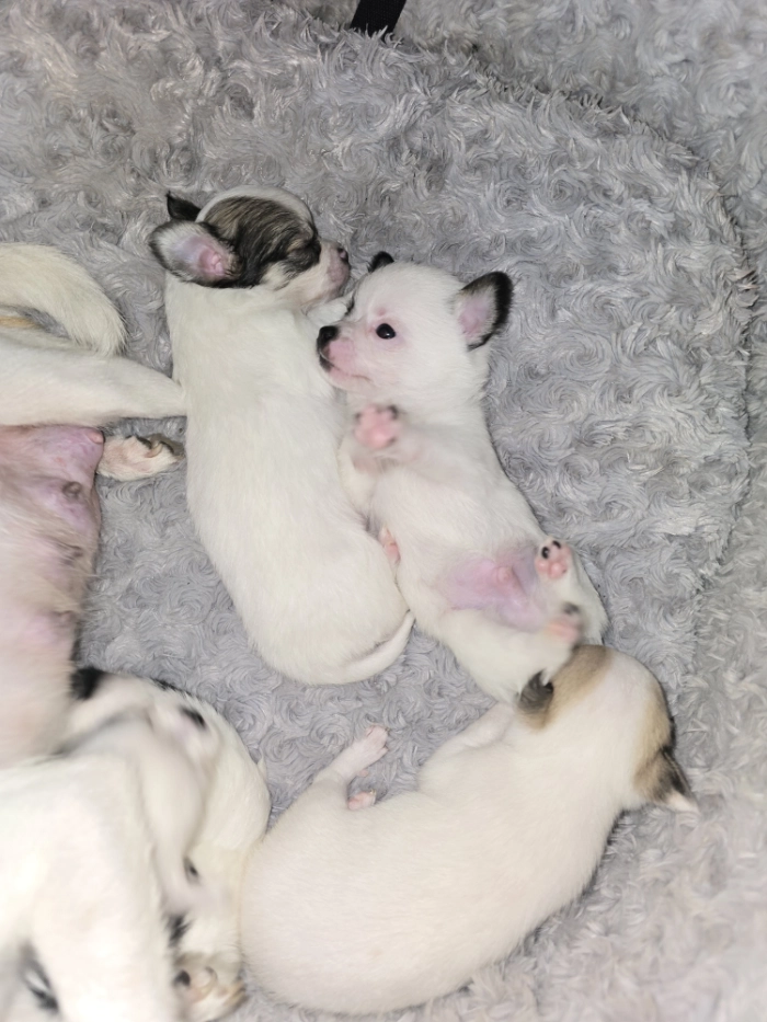 Śpiące szczeniaczki chihuahua.