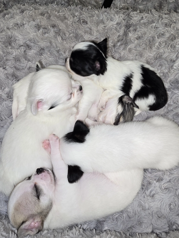 Śpiące szczeniaczki chihuahua w przytulnym legowisku.