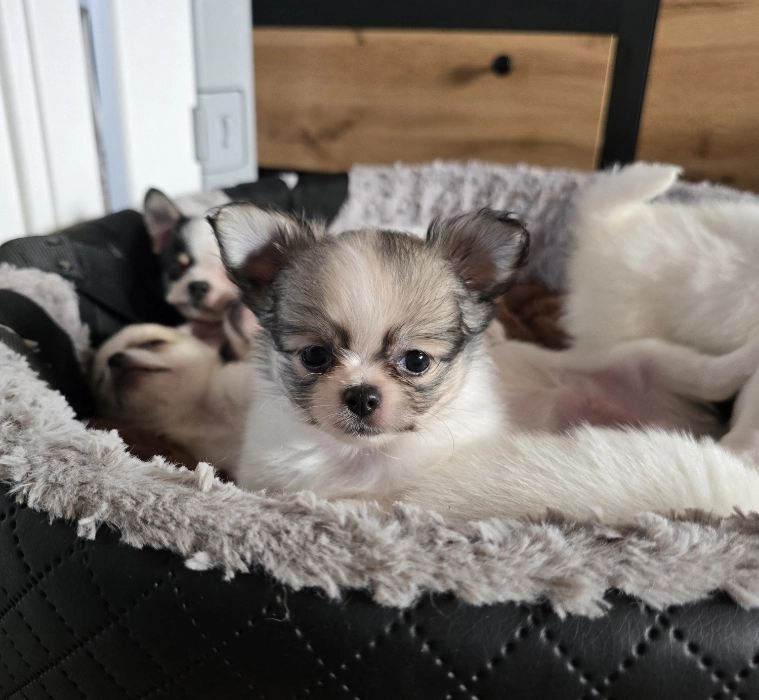 Dwa szczeniaczki w legowisku.