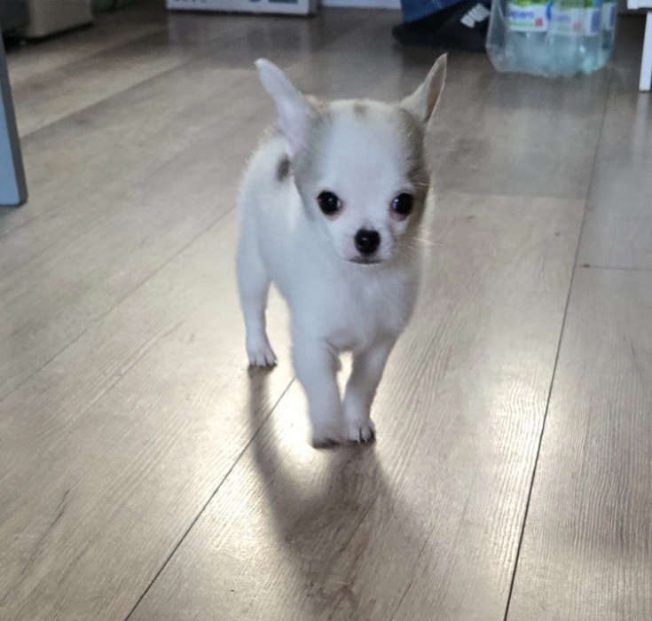 Biegnący mały chihuahua.